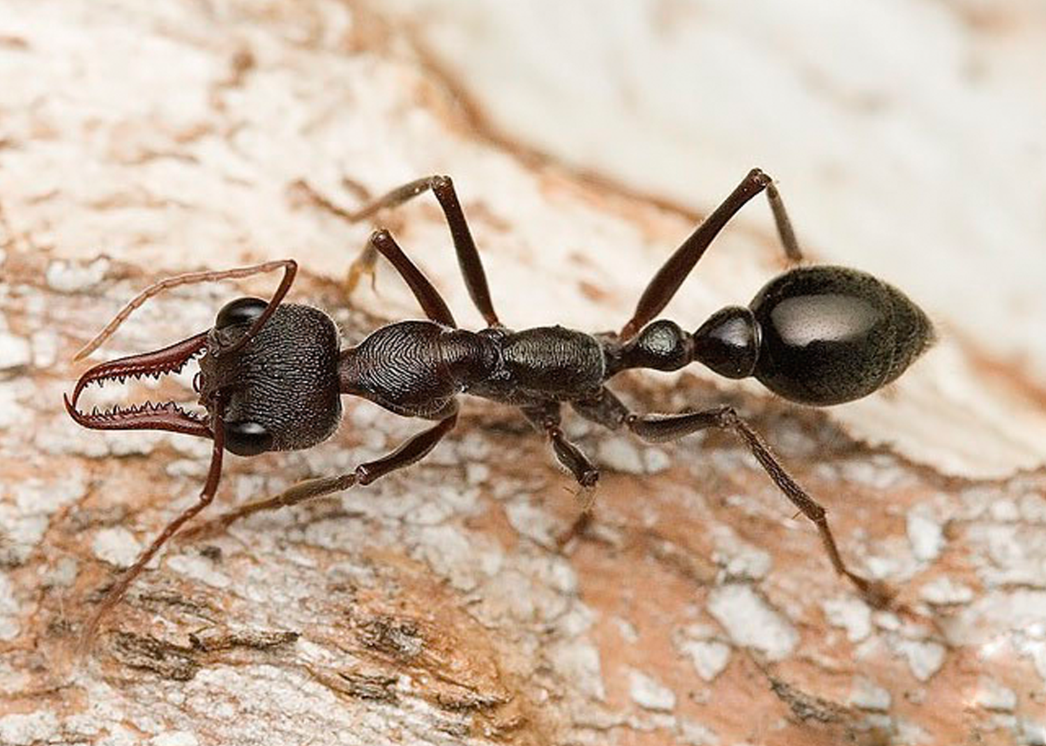 Ant myrmecia pyriformis