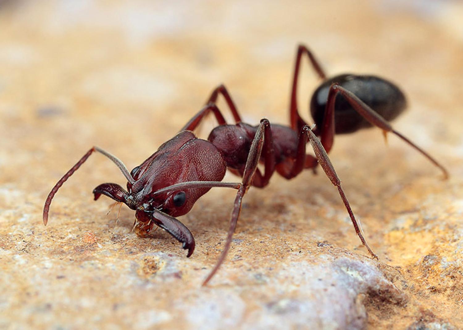 Ant odontomachus monticola