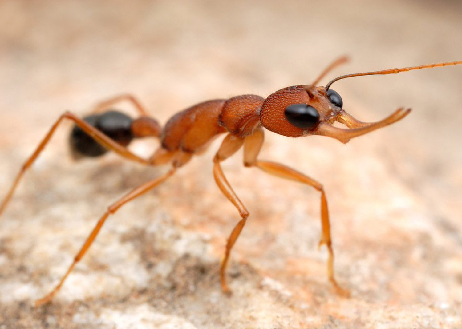 Ant harpegnathos saltator