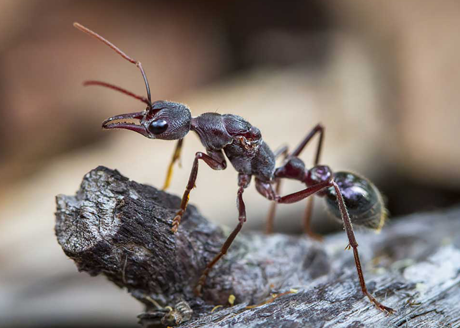 Myrmecia forficata